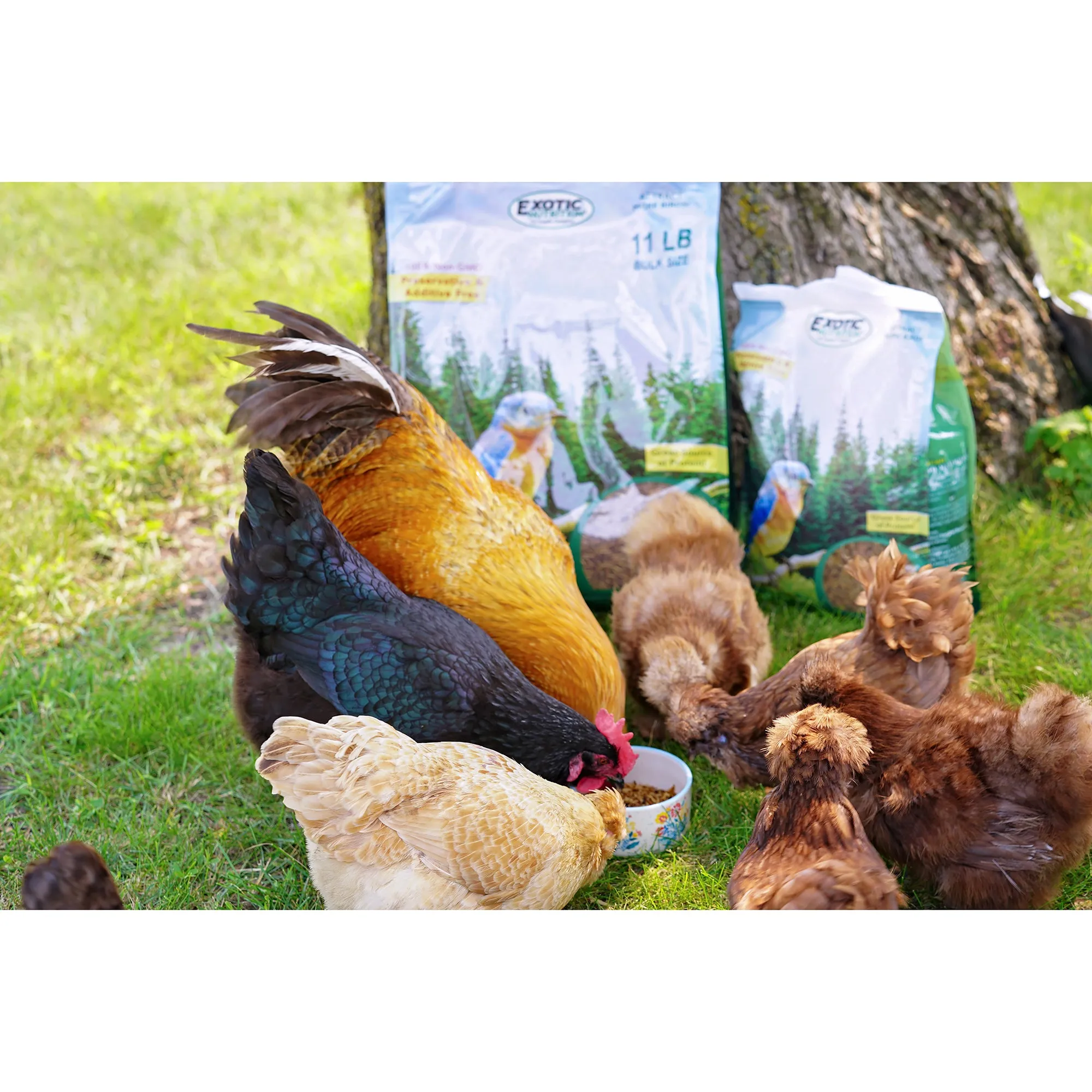 Dried Mealworms 2 lb.