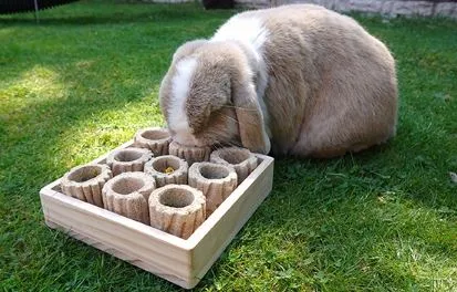 Hide N Treat Forage Tray